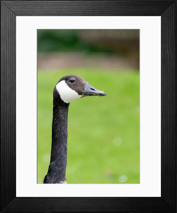 Framed Print : Head shot of a Canada goose (branta canadensis) Framed Print : Head shot of a Canada goose (branta canadensis)