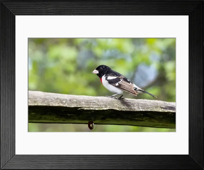 Framed Print : Closeup of a male Rose-breasted Grosbeak in breeding plumage Framed Print : Closeup of a male Rose-breasted Grosbeak in breeding plumage