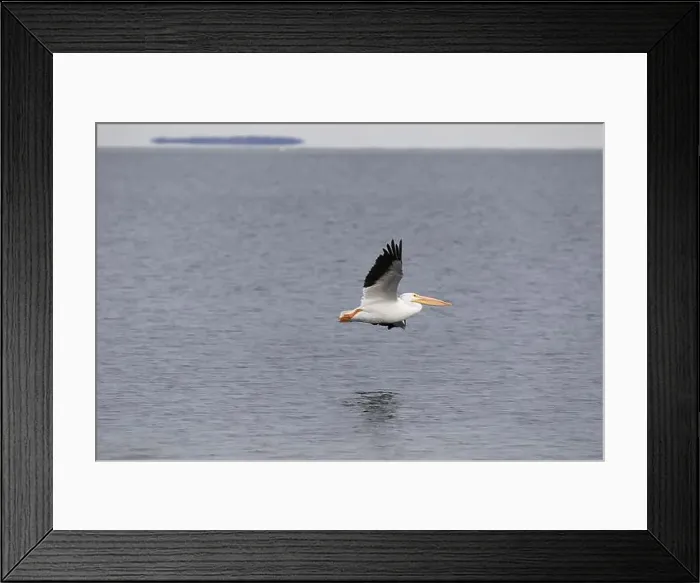 Framed Print : White pelicans Framed Print : White pelicans