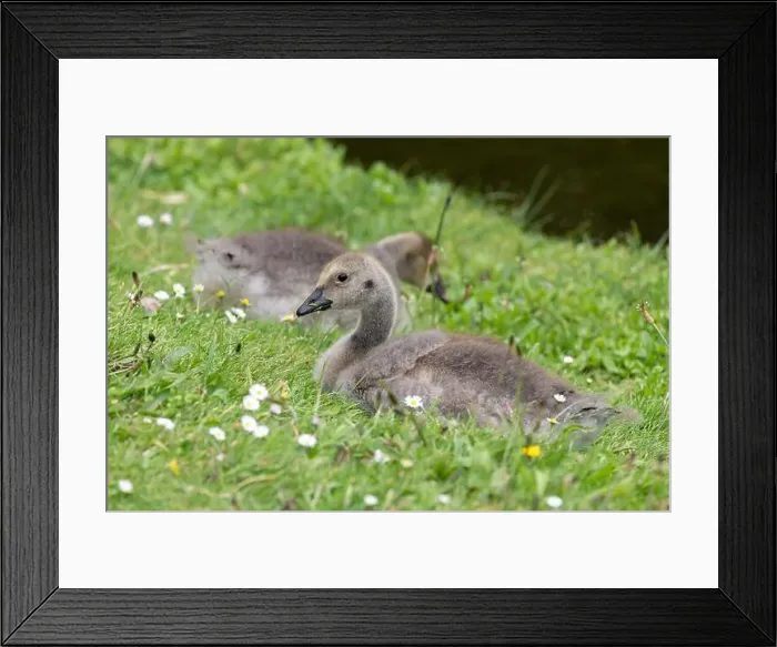 Framed Print : Close up of a Canada goose (branta canadensis) gosling sitting on the grass Framed Print : Close up of a Canada goose (branta canadensis) gosling sitting on the grass