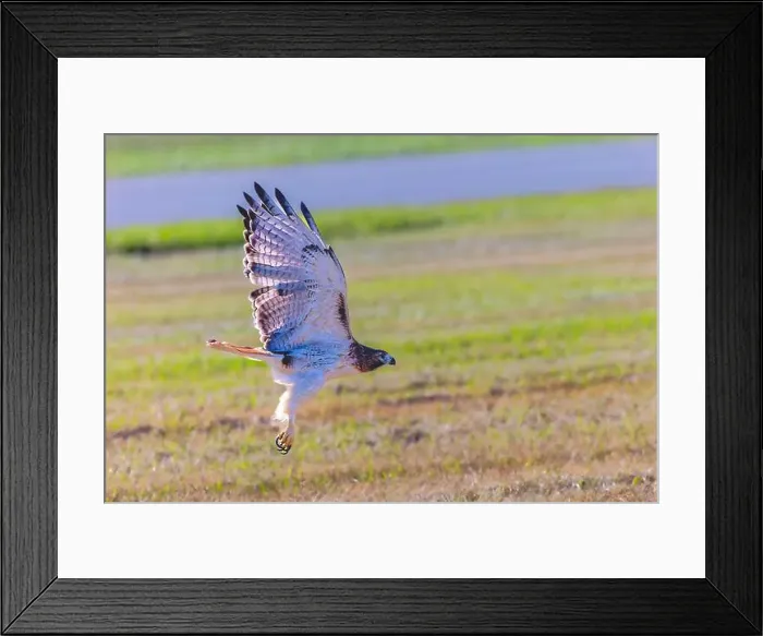 Framed Print : The red-tailed hawk (Buteo jamaicensis) sitting on the airport field Framed Print : The red-tailed hawk (Buteo jamaicensis) sitting on the airport field