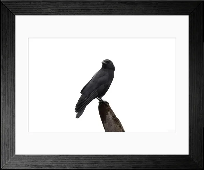 Framed Print : An american crow Corvus brachyrhynchos isolated on white background pearched on a post Framed Print : An american crow Corvus brachyrhynchos isolated on white background pearched on a post