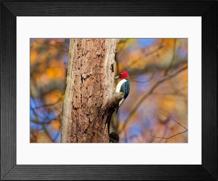 Framed Print : The red-headed woodpecker (Melanerpes erythrocephalus) Framed Print : The red-headed woodpecker (Melanerpes erythrocephalus)