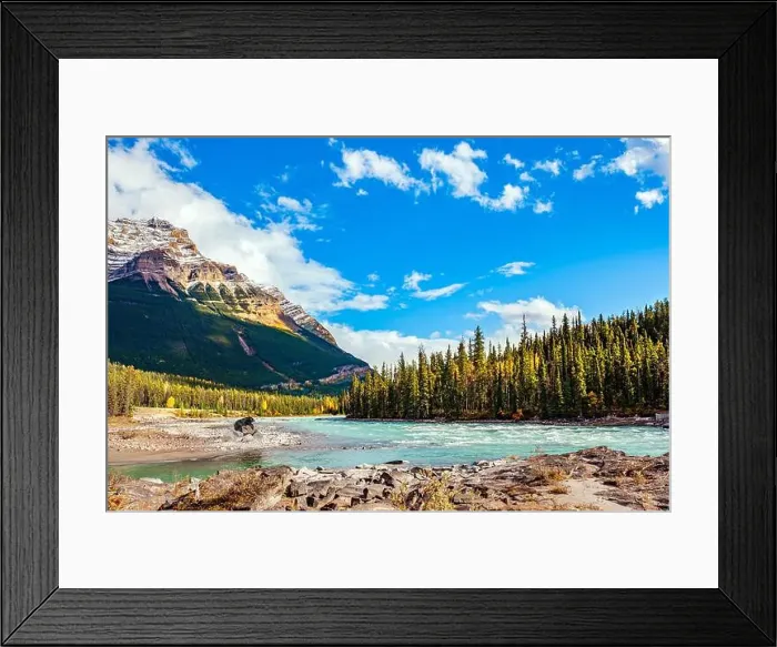 Framed Print : Black bear baribal Framed Print : Black bear baribal