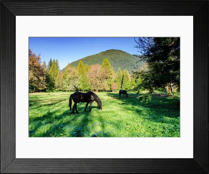 Framed Print : two black horses grazing in a pasture Framed Print : two black horses grazing in a pasture