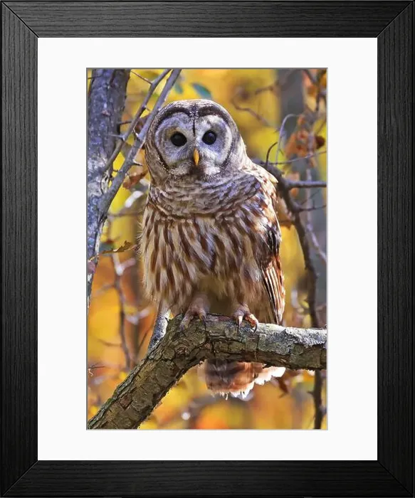 Framed Print : Barred Owl standing on a tree branch with yellow autumn colors background, Quebec, Canada