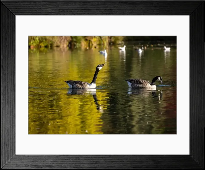 Framed Print : Geese on a lake on a sunny autumn morning, with a shallow depth of field Framed Print : Geese on a lake on a sunny autumn morning, with a shallow depth of field