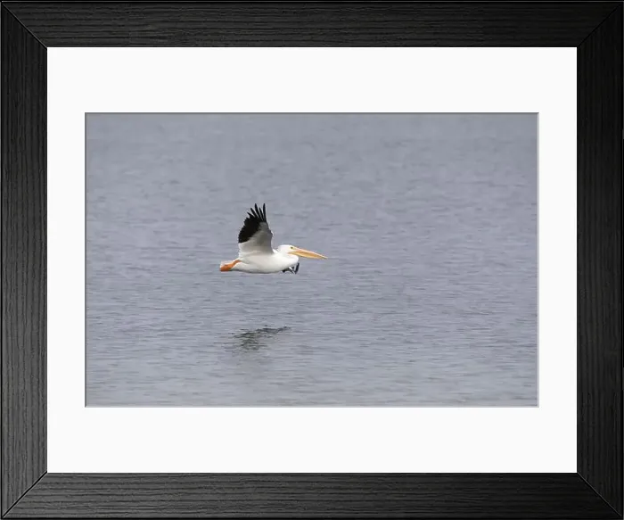 Framed Print : White pelicans Framed Print : White pelicans