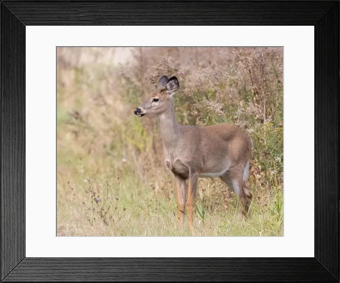 Framed Print : Female white-tailed deer in the meadow in autumn in Muskoka Ontario Framed Print : Female white-tailed deer in the meadow in autumn in Muskoka Ontario