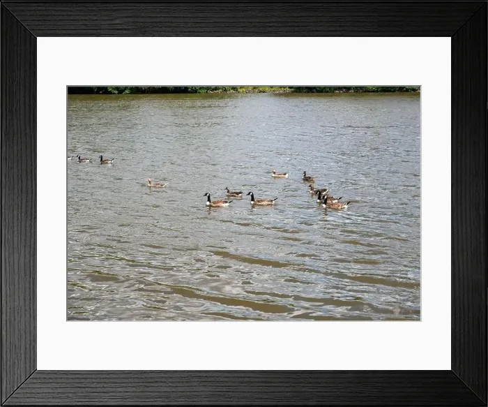 Framed Print : Many Canada geese ( Branta canadensis ) swimming in the water near the river bank