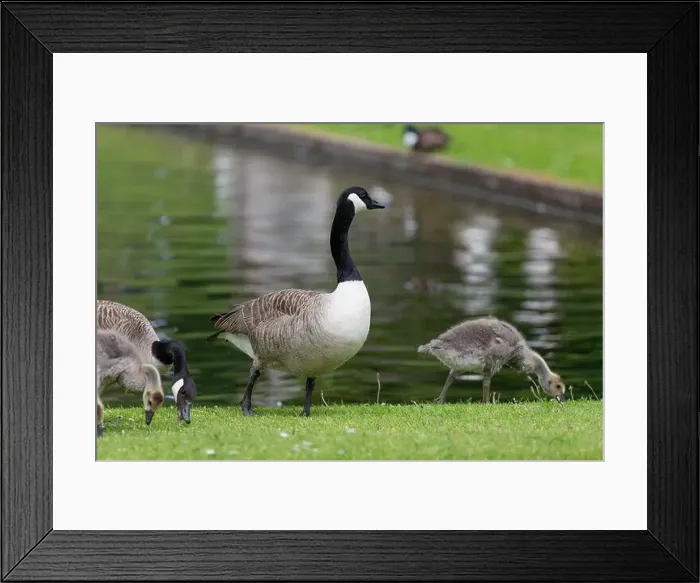 Framed Print : Close up of a Canada goose (branta canadensis) standing by the waters edge
