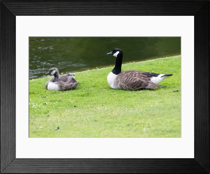 Framed Print : Close up of a Canada goose (branta canadensis) and gosling sitting by the waters edge Framed Print : Close up of a Canada goose (branta canadensis) and gosling sitting by the waters edge