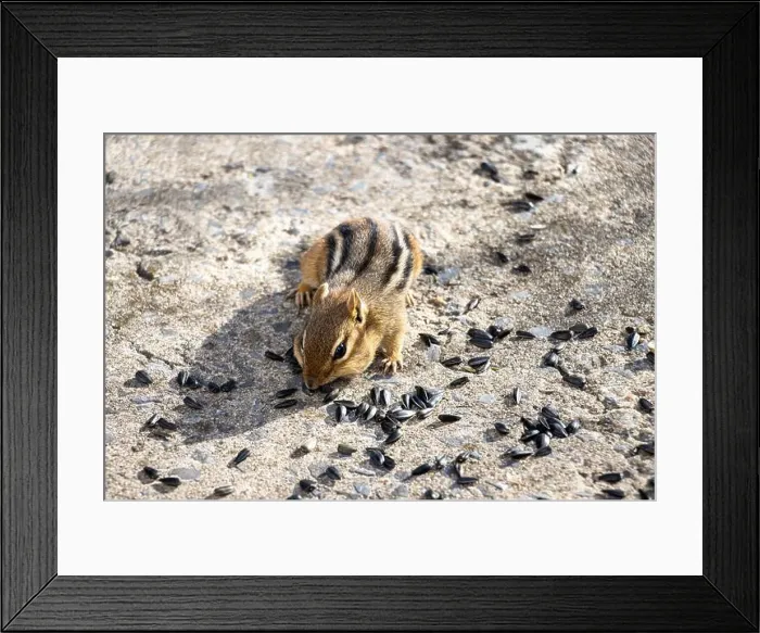 Framed Print : Front view of a chipmunk eating sunflower seeds on the ground around him Framed Print : Front view of a chipmunk eating sunflower seeds on the ground around him