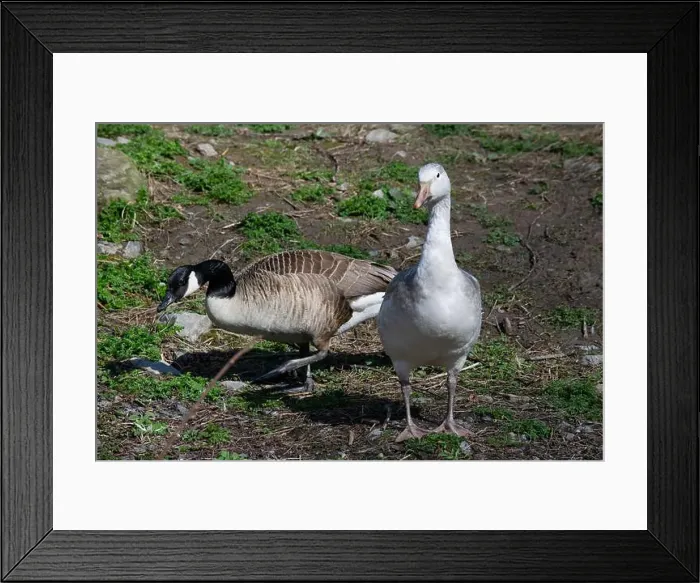 Framed Print : A snow goose and a Canada goose Framed Print : A snow goose and a Canada goose