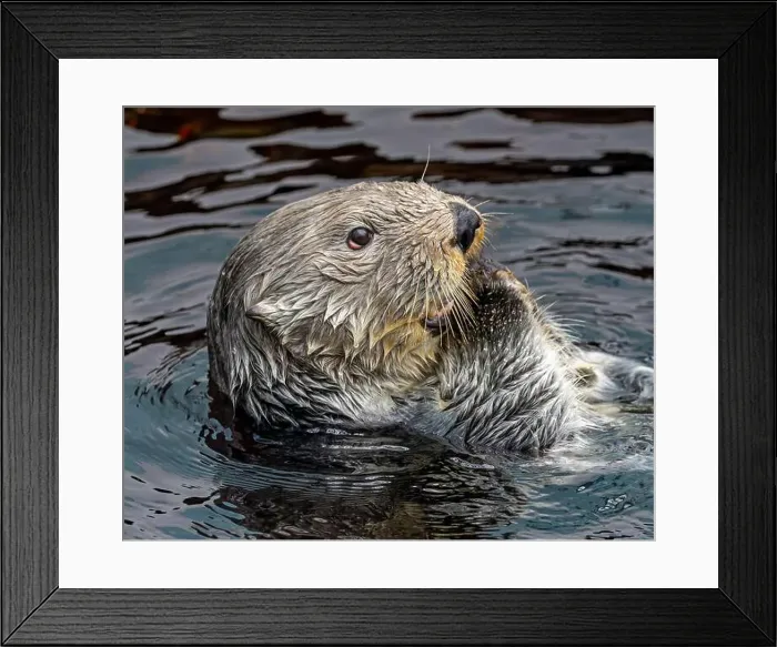 Framed Print : Side Close up view of a sea otter (Enhydra lutris) Framed Print : Side Close up view of a sea otter (Enhydra lutris)