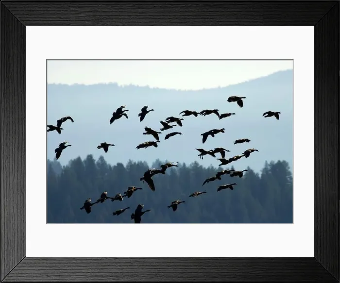 Framed Print : Canada geese (Branta canadensis) silhouette in flight, Kootenai National Wildlife Refuge, Idaho Framed Print : Canada geese (Branta canadensis) silhouette in flight, Kootenai National Wildlife Refuge, Idaho