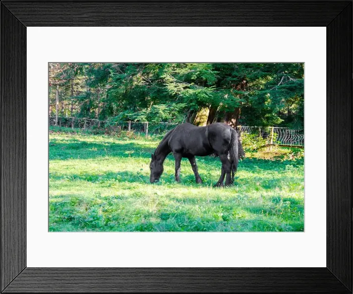 Framed Print : A black horses grazing in a pasture Framed Print : A black horses grazing in a pasture