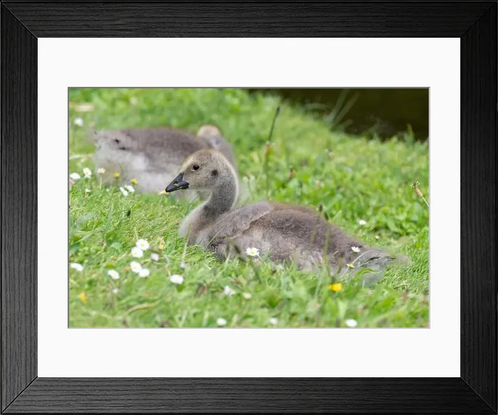 Framed Print : Close up of a Canada goose (branta canadensis) gosling sitting on the grass