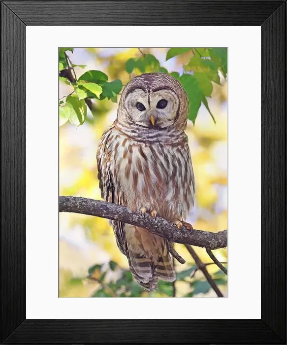 Framed Print : Barred Owl standing on a tree branch with yellow autumn colors background, Quebec, Canada Framed Print : Barred Owl standing on a tree branch with yellow autumn colors background, Quebec, Canada
