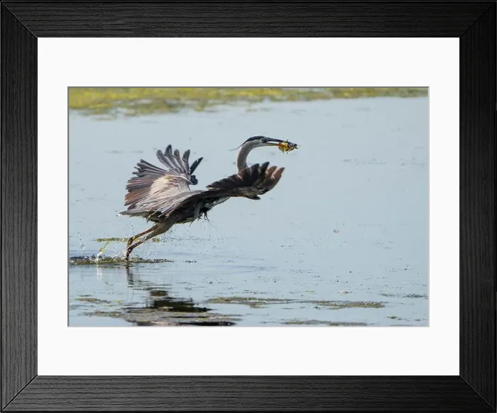 Framed Print : A great blue heron hunting for fishes in a marsh along the St. Lawrence River Framed Print : A great blue heron hunting for fishes in a marsh along the St. Lawrence River