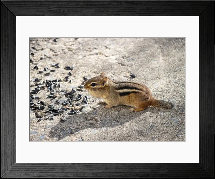 Framed Print : Profile view of a chipmunk. Sunflower seeds on the ground around him Framed Print : Profile view of a chipmunk. Sunflower seeds on the ground around him