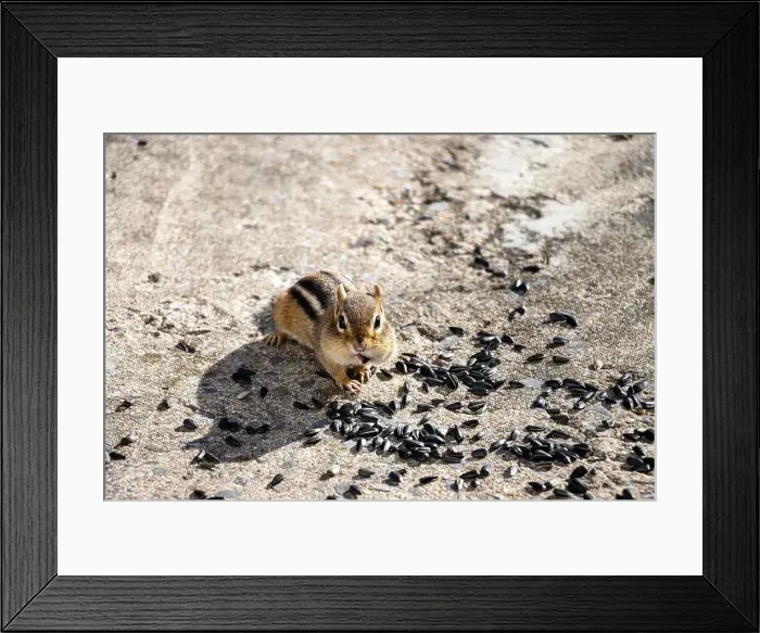 Framed Print : Chipmunk with sunflower seed in its mouth. Sunflower seeds on the ground around him Framed Print : Chipmunk with sunflower seed in its mouth. Sunflower seeds on the ground around him