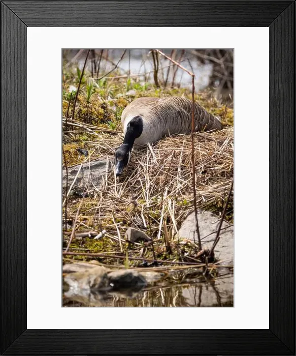 Framed Print : A female Canada Goose is keeping a low profile while incubating its eggs along the St. Lawrence River Framed Print : A female Canada Goose is keeping a low profile while incubating its eggs along the St. Lawrence River