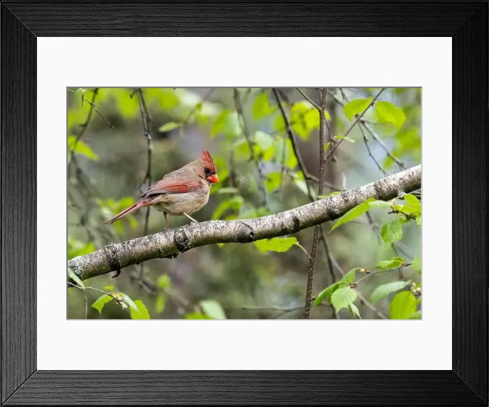 Framed Print : Closeup of a female Northern Cardinal perching in a Birch tree in sprintime, Ontario, Canada Framed Print : Closeup of a female Northern Cardinal perching in a Birch tree in sprintime, Ontario, Canada