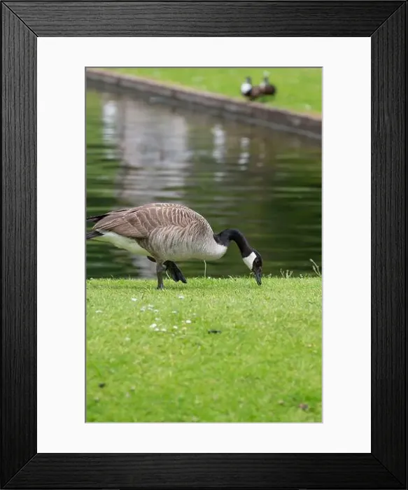 Framed Print : Close up of a Canada goose (branta canadensis) by the waters edge Framed Print : Close up of a Canada goose (branta canadensis) by the waters edge