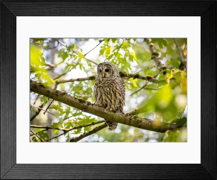 Framed Print : A barred owl Strix varia looks for prey while pearched on a branch in British Columbia Canada Framed Print : A barred owl Strix varia looks for prey while pearched on a branch in British Columbia Canada
