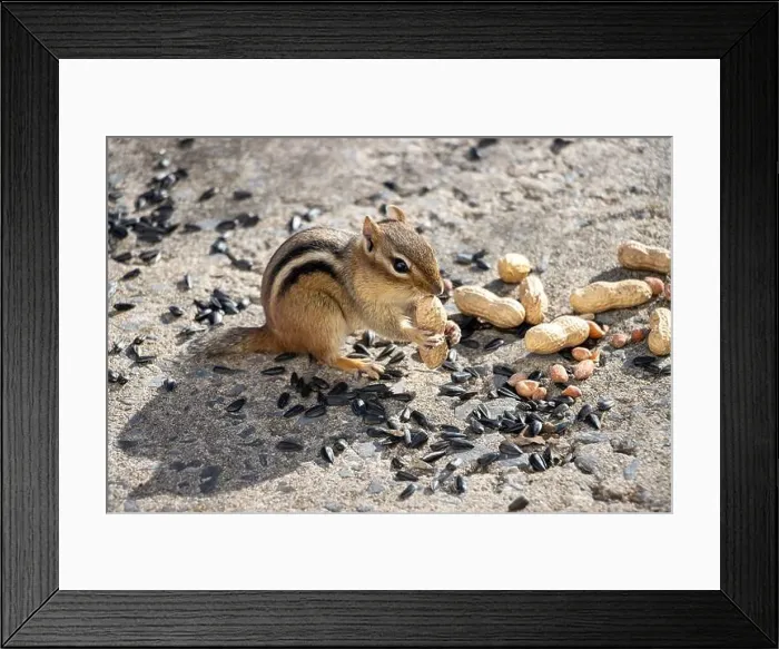Framed Print : Chipmunk sitting with peanut in its paws. Sunflower seeds and peanuts on the ground around him Framed Print : Chipmunk sitting with peanut in its paws. Sunflower seeds and peanuts on the ground around him