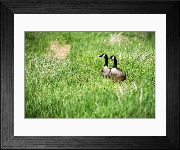 Framed Print : A pair of Canada Geese exploring the coastline of an island on the St. Lawrence River Framed Print : A pair of Canada Geese exploring the coastline of an island on the St. Lawrence River