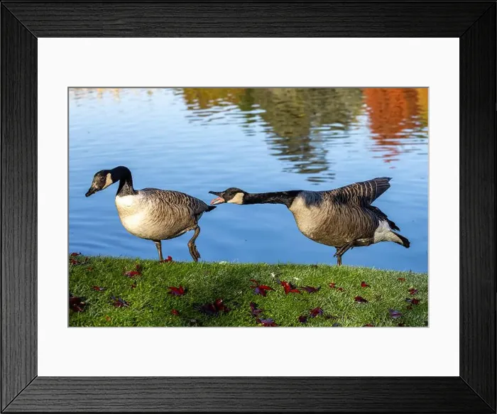 Framed Print : Two Canada Geese at the edge of a lake, with one showing aggression Framed Print : Two Canada Geese at the edge of a lake, with one showing aggression