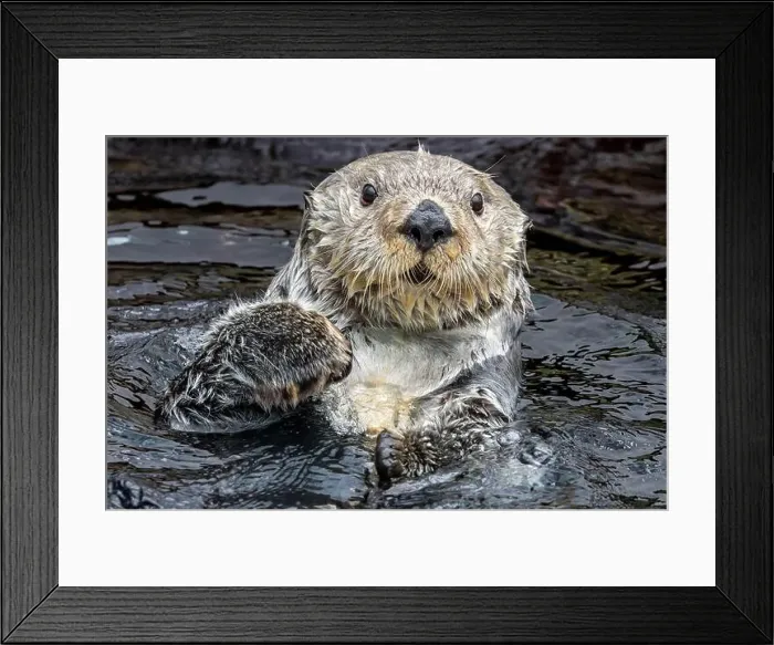 Framed Print : Frontal Close up view of a sea otter (Enhydra lutris) Framed Print : Frontal Close up view of a sea otter (Enhydra lutris)