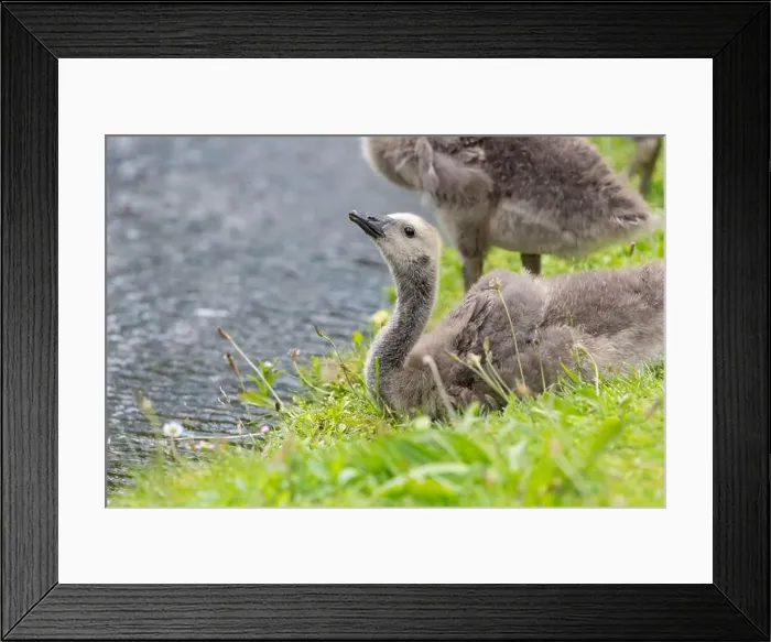 Framed Print : Close up of a Canada goose (branta canadensis) gosling by the waters edge Framed Print : Close up of a Canada goose (branta canadensis) gosling by the waters edge