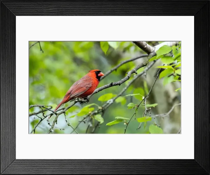 Framed Print : Closeup of a male Northern Cardinal perching in a leafy Birch tree in springtime, Ontario, Canada Framed Print : Closeup of a male Northern Cardinal perching in a leafy Birch tree in springtime, Ontario, Canada