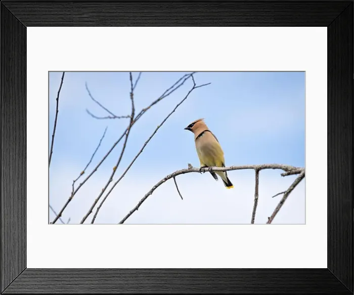 Framed Print : A cedar waxwing Bombycilla cedrorum pearches on a branch against a blue sky background Framed Print : A cedar waxwing Bombycilla cedrorum pearches on a branch against a blue sky background