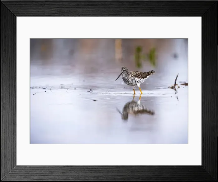 Framed Print : Greater Yellowlegs hunting for food on the shoreline of a St. Lawrence River Framed Print : Greater Yellowlegs hunting for food on the shoreline of a St. Lawrence River