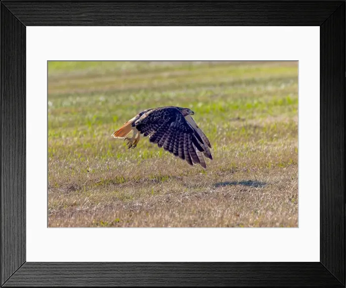 Framed Print : The red-tailed hawk (Buteo jamaicensis) in flight Framed Print : The red-tailed hawk (Buteo jamaicensis) in flight