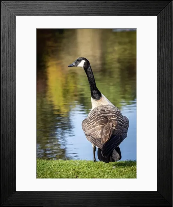 Framed Print : A close up of a canada goose in the autumn sunshine Framed Print : A close up of a canada goose in the autumn sunshine