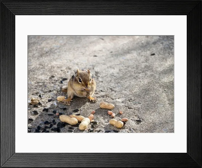 Framed Print : Chipmunk with peanut in its mouth. Sunflower seeds and peanuts on the ground around him Framed Print : Chipmunk with peanut in its mouth. Sunflower seeds and peanuts on the ground around him