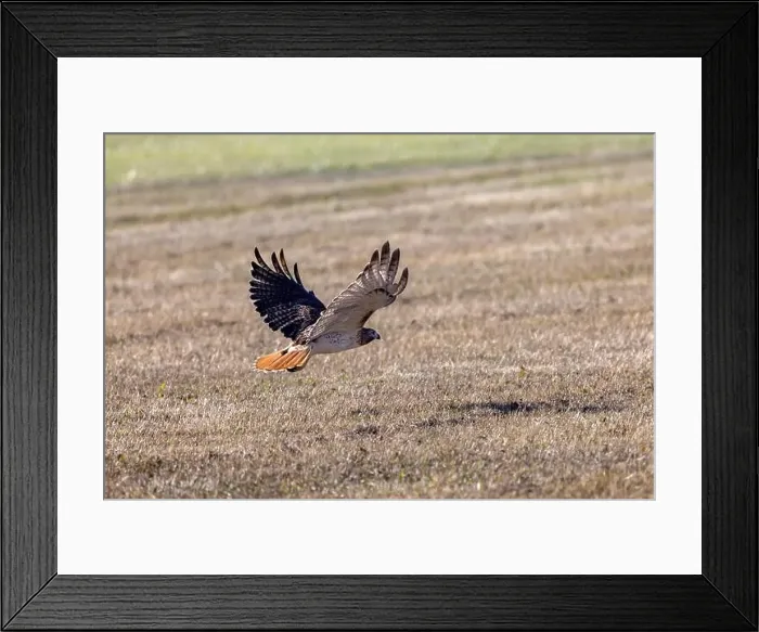 Framed Print : The red-tailed hawk (Buteo jamaicensis) in flight Framed Print : The red-tailed hawk (Buteo jamaicensis) in flight