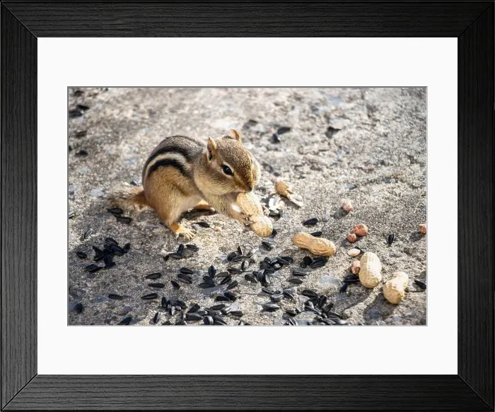 Framed Print : Chipmunk with peanut in its paws. Sunflower seeds and peanuts on the ground around him Framed Print : Chipmunk with peanut in its paws. Sunflower seeds and peanuts on the ground around him