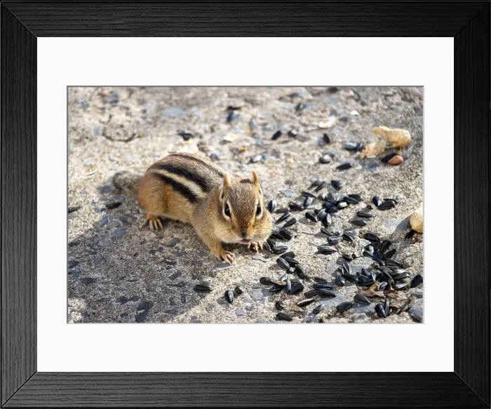 Framed Print : Chipmunk looking at us with sunflower seeds and peanuts on the ground around him Framed Print : Chipmunk looking at us with sunflower seeds and peanuts on the ground around him