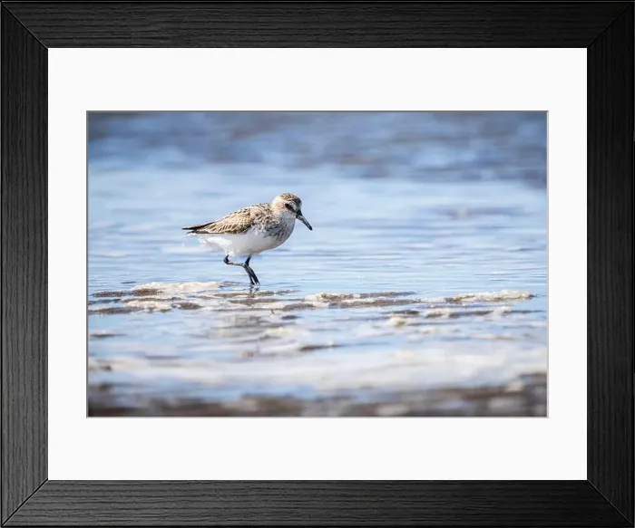 Framed Print : Semipalmated Sandpiper hunting for food on the shoreline of a St. Lawrence River Framed Print : Semipalmated Sandpiper hunting for food on the shoreline of a St. Lawrence River