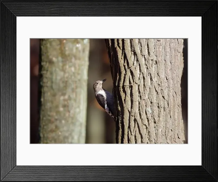 Framed Print : The red-headed woodpecker (Melanerpes erythrocephalus) Framed Print : The red-headed woodpecker (Melanerpes erythrocephalus)