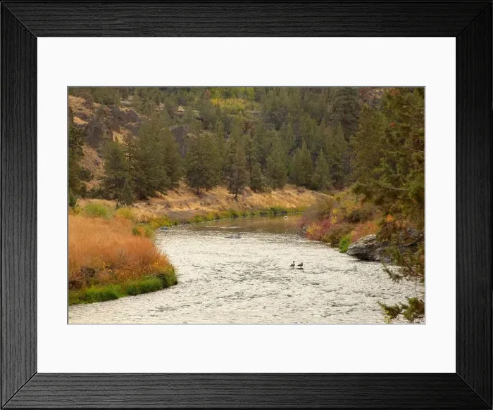 Framed Print : Canada geese (Branta canadensis) on Crooked River along River Trail, Smith Rock State Park, Oregon Framed Print : Canada geese (Branta canadensis) on Crooked River along River Trail, Smith Rock State Park, Oregon
