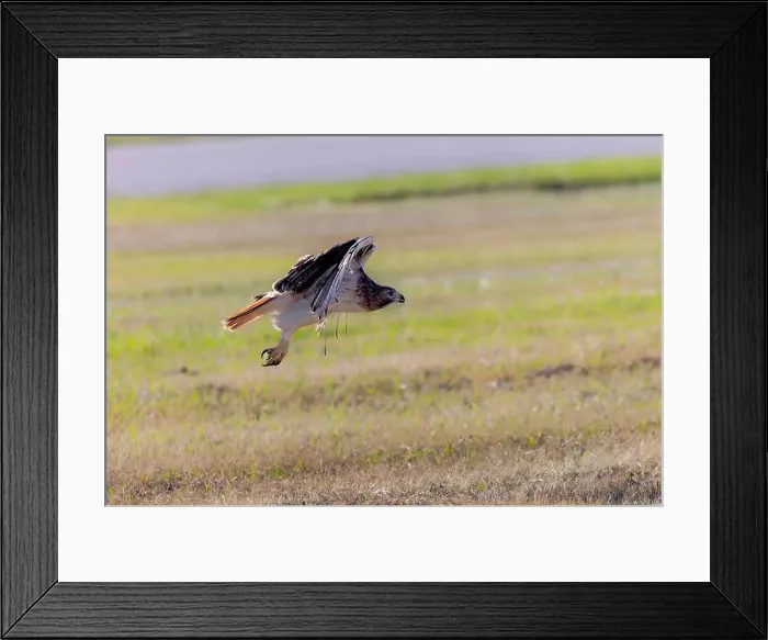 Framed Print : The red-tailed hawk (Buteo jamaicensis) sitting on the airport field Framed Print : The red-tailed hawk (Buteo jamaicensis) sitting on the airport field