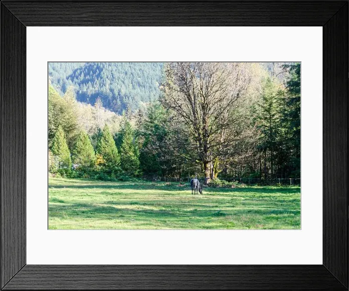 Framed Print : A Black Horse grazing in an open space Framed Print : A Black Horse grazing in an open space