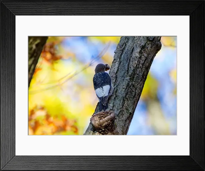 Framed Print : The red-headed woodpecker (Melanerpes erythrocephalus) Framed Print : The red-headed woodpecker (Melanerpes erythrocephalus)